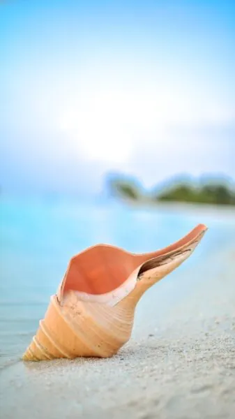 Lambi haitian - Conch sgell image selective focus photography of brown seashell on shore