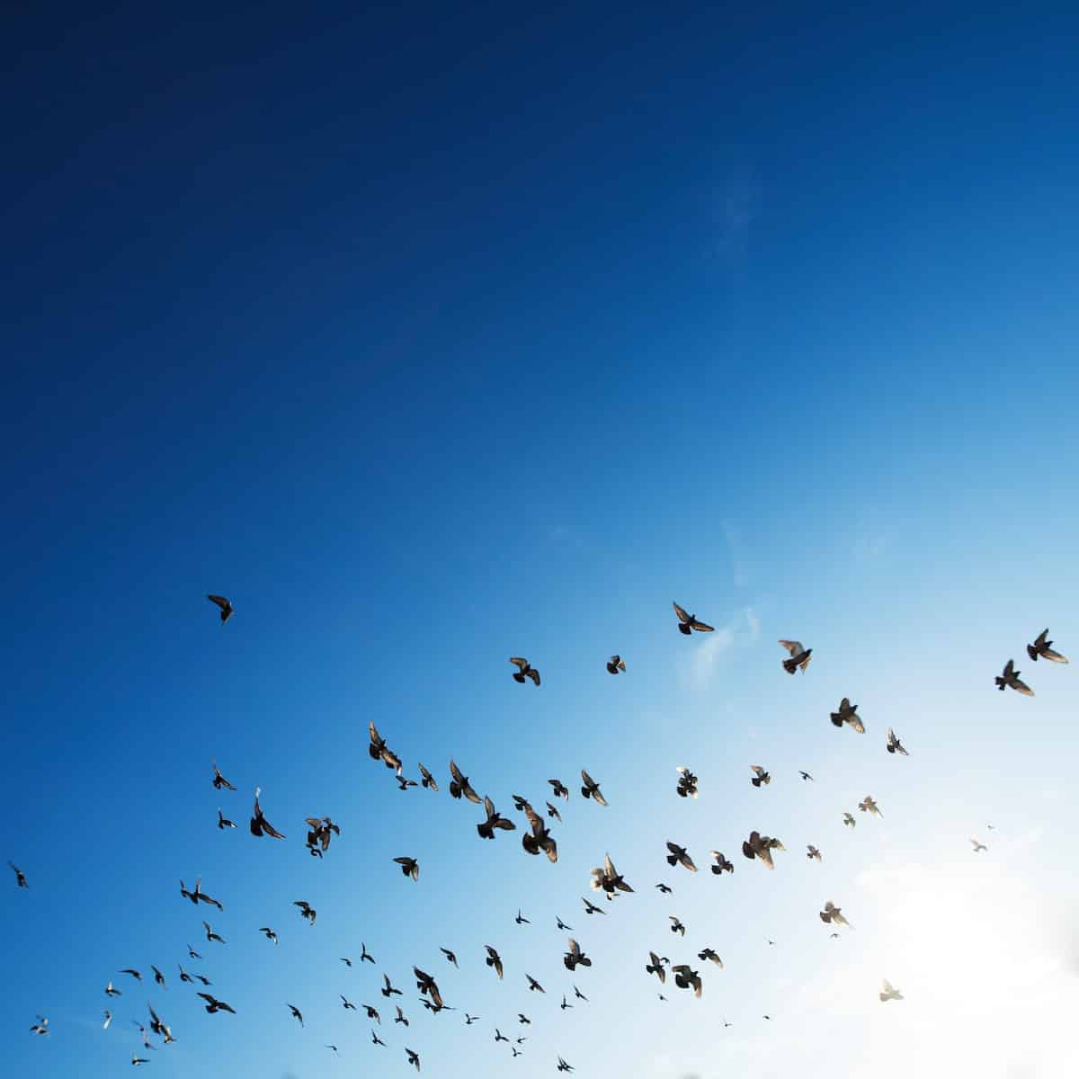 flock of bird flying in sky