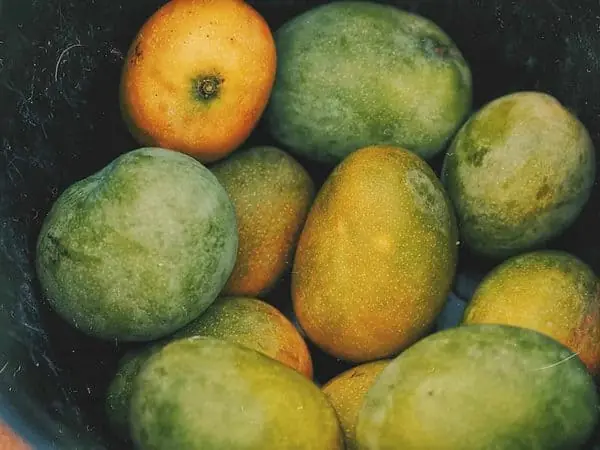 Haitian Fruits - Mangoes