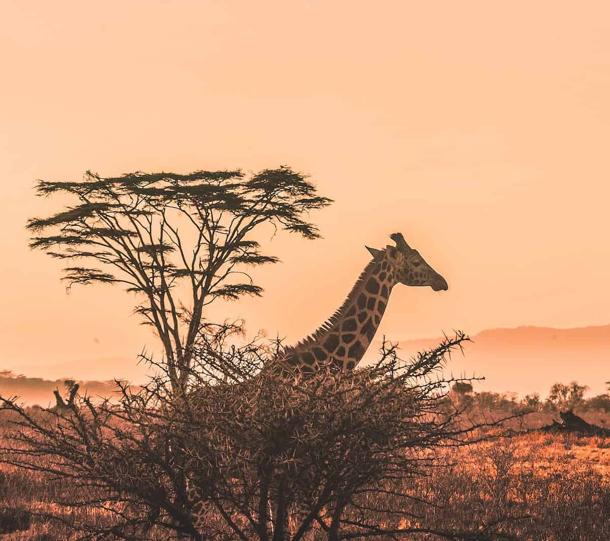 black and white giraffe on brown grass field