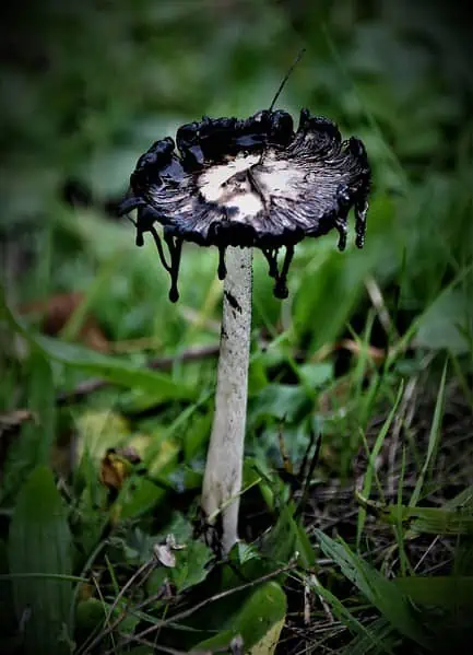 Haitian Black Rice - white and black mushroom in green grass field