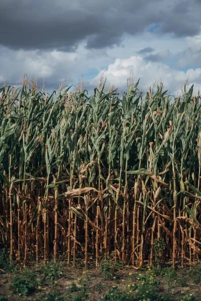 Haitian rum sugar cane