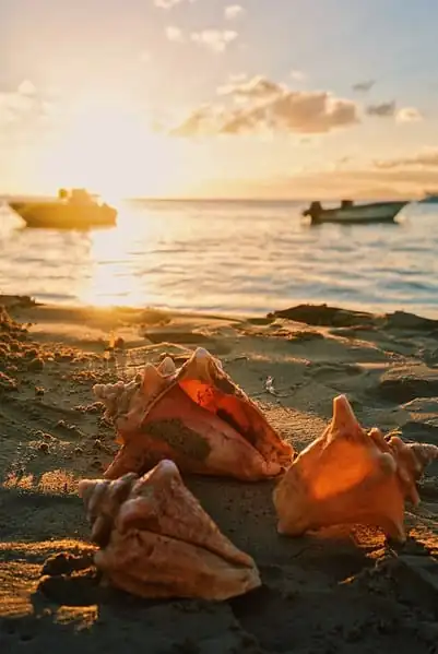 Conch image three pink shells on seashore during sunset